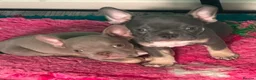 Mixed Breed dogs for sale: Pocket bully x french bulldog pups last two girls  - Advert 4