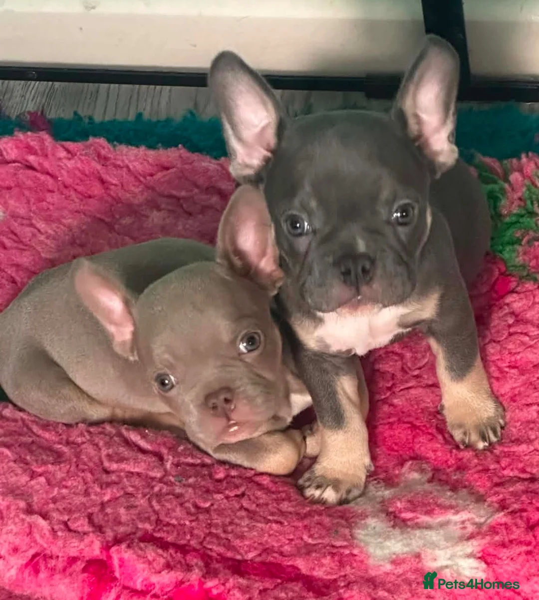 Mixed Breed dogs for sale: Pocket bully x french bulldog pups last two girls  - Advert 4