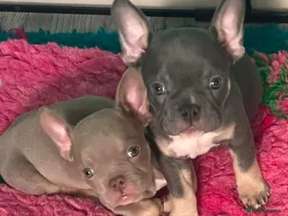 Mixed Breed dogs Pocket bully x french bulldog pups last two girls - Advert 1