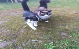 Mixed Breed cats for sale: Hella and Loki - Image 20