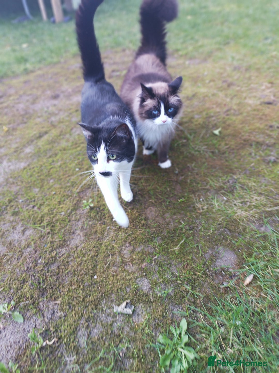 Mixed Breed cats for sale: Hella and Loki - Image 20