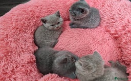 British Shorthair cats for sale: British shorthair kittens lilac/blue - Image 21