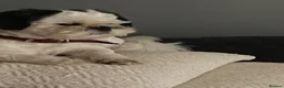 Shih Tzu dogs for stud: Kc registered Shih Tzu stud - Advert 4
