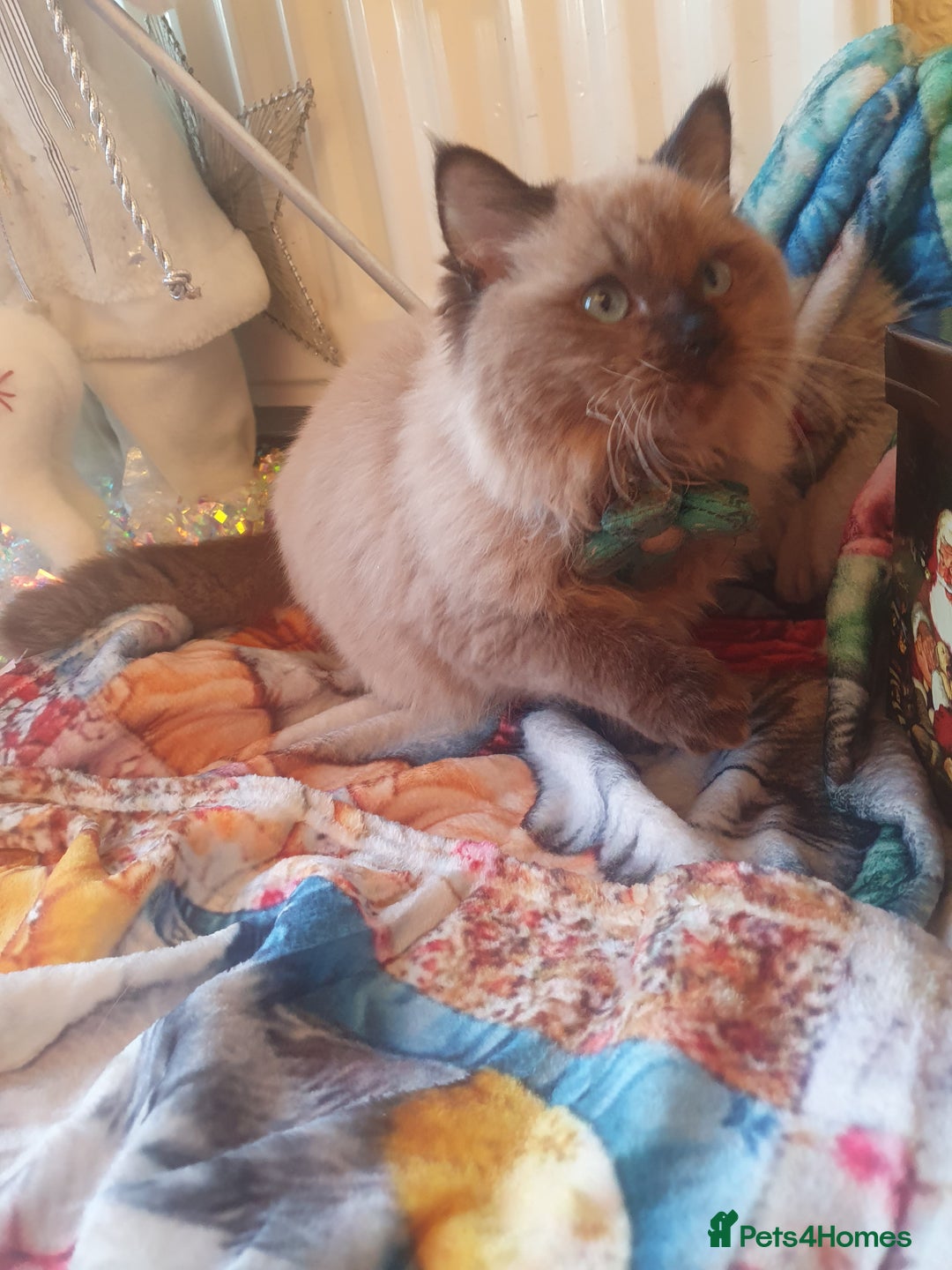 Ragdoll cats for sale: Mink & traditional Ragdolls - Advert 36