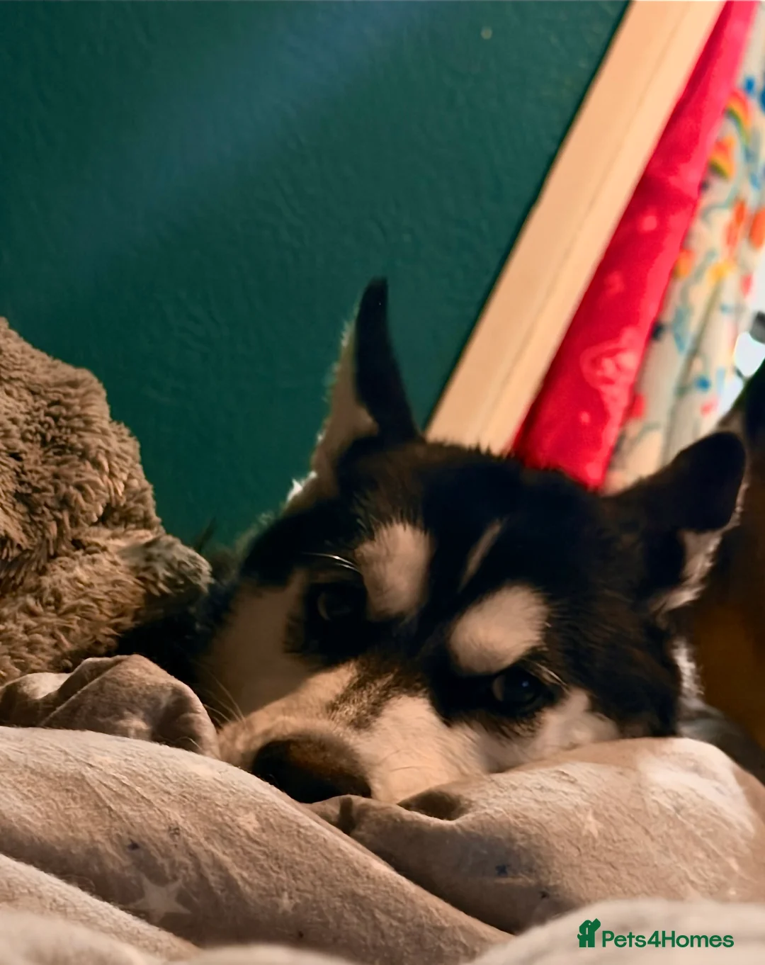 Siberian Husky dogs for sale: Freya ♥️ - Advert 1