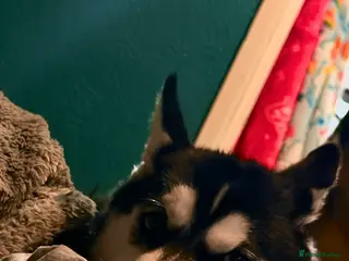 Siberian Husky dogs Freya ♥️ - Advert 2