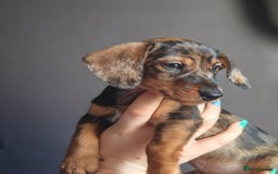 Dachshund dogs for sale: Minature dachshund puppies  - Image 9