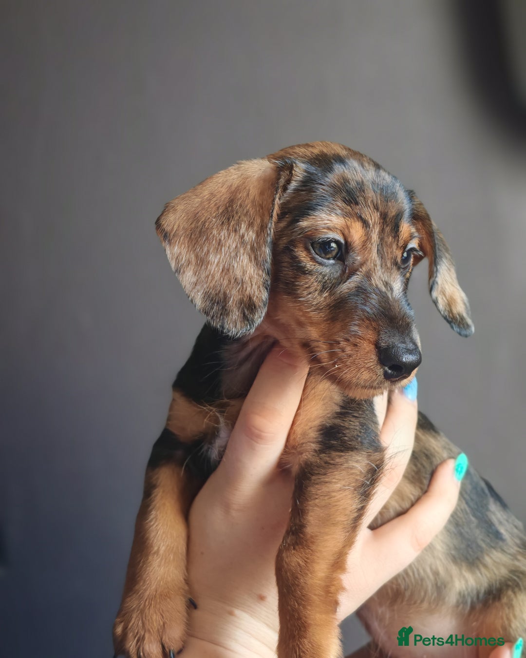 Dachshund dogs for sale: Minature dachshund puppies  - Image 9
