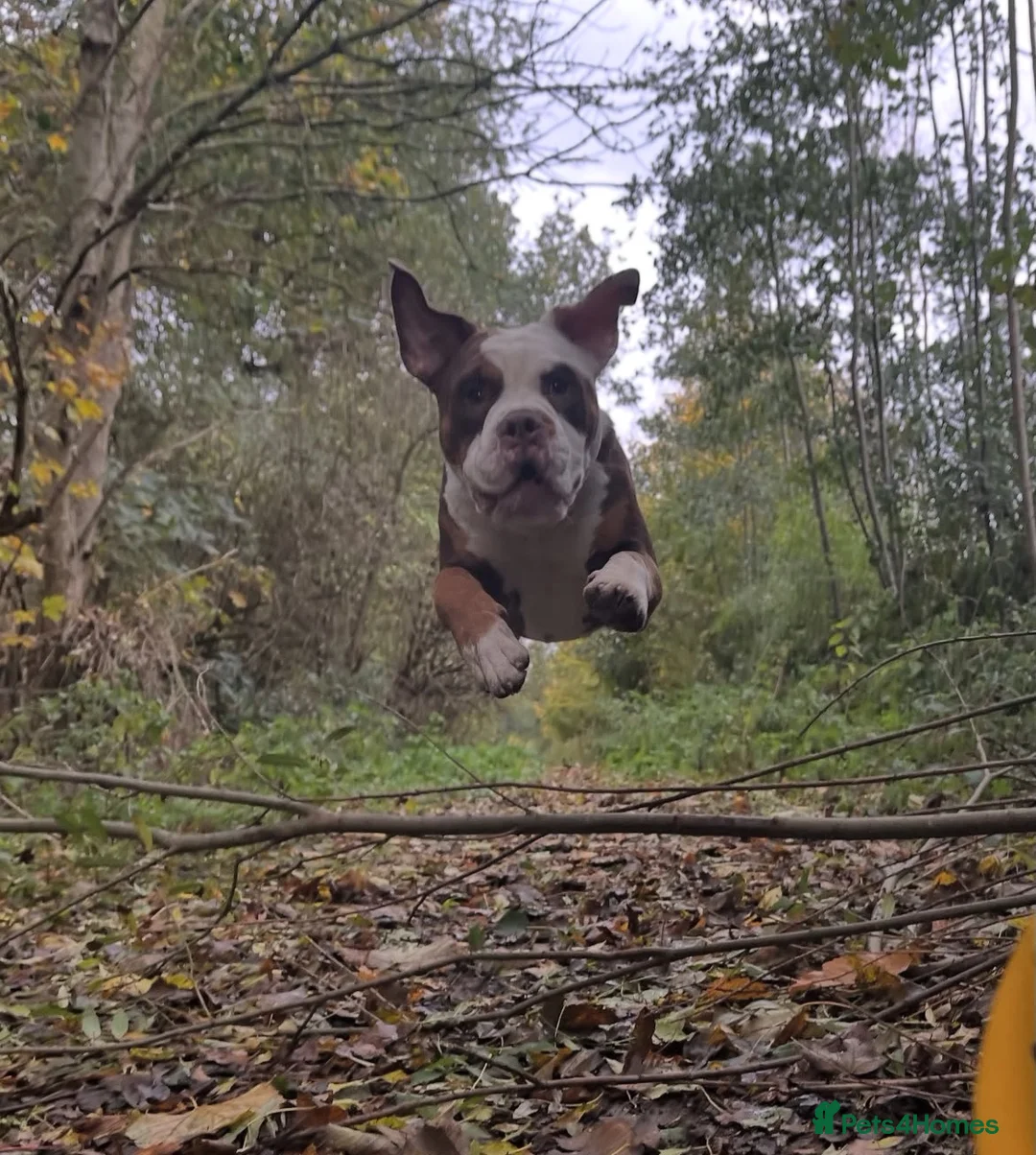 Mixed Breed dogs for sale: Old Tyme Bulldog  ** tiff, Male, 18 Months in Gravesend - Advert 6