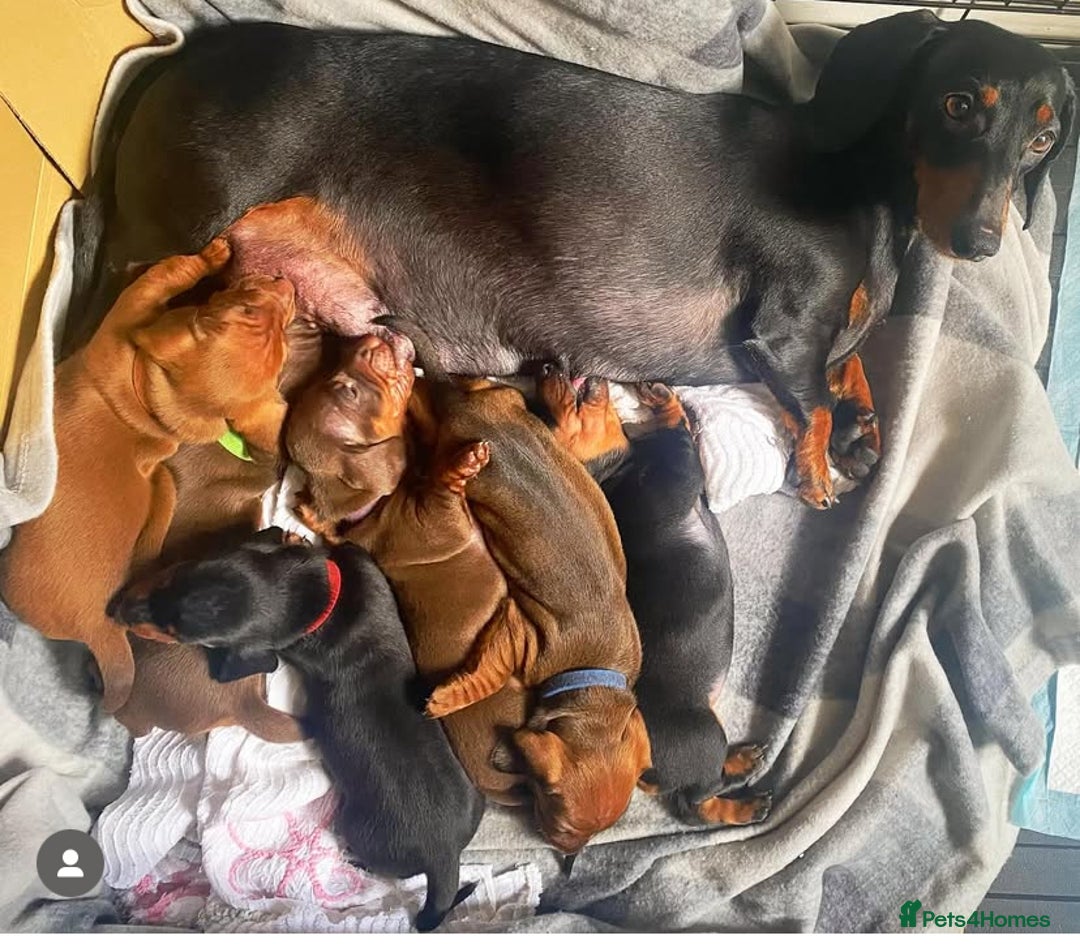 Dachshund dogs for sale: Standard Dachshund Puppies (KC registered) - Image 2