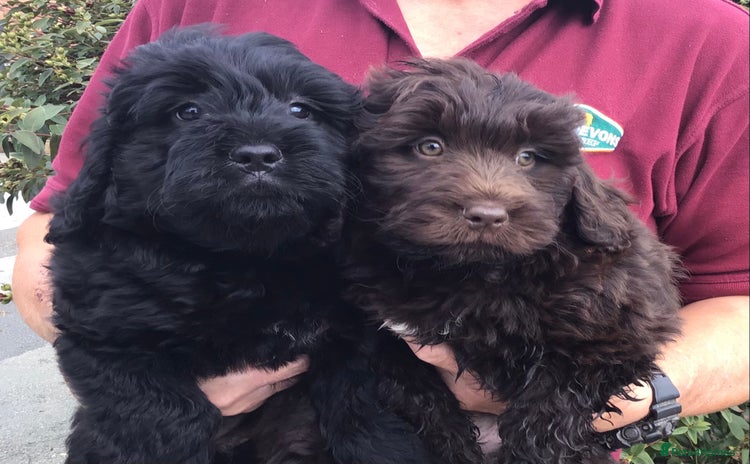 Newfypoo dogs - Advert 1