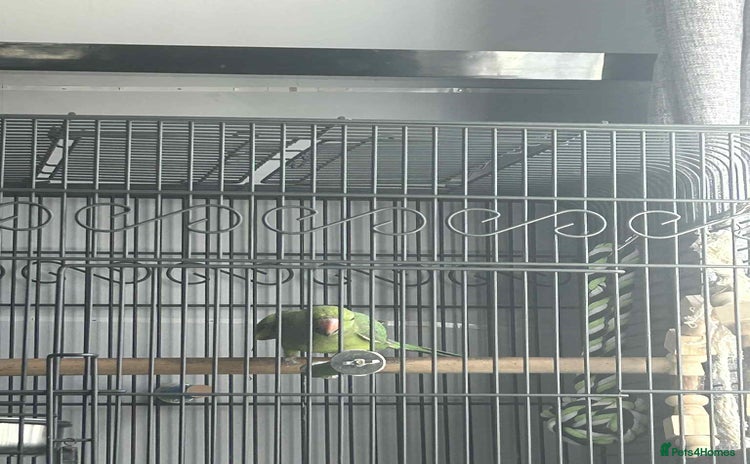 Ringnecks birds - Advert 1