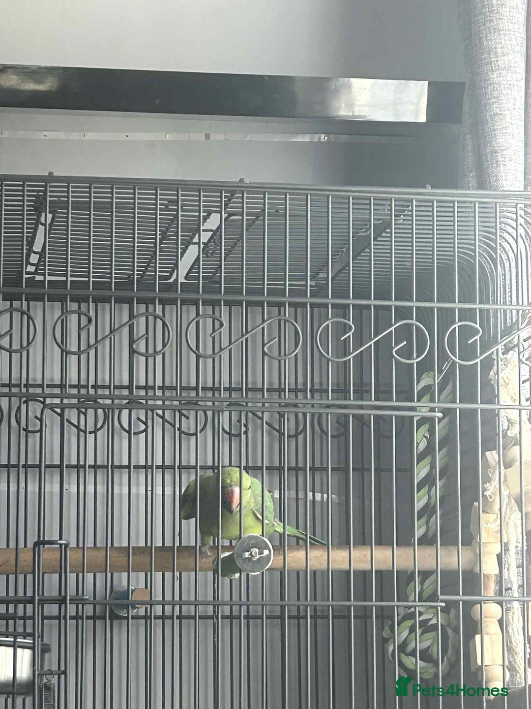Ringnecks birds for sale: Indian ringneck 7 month old - Image 1