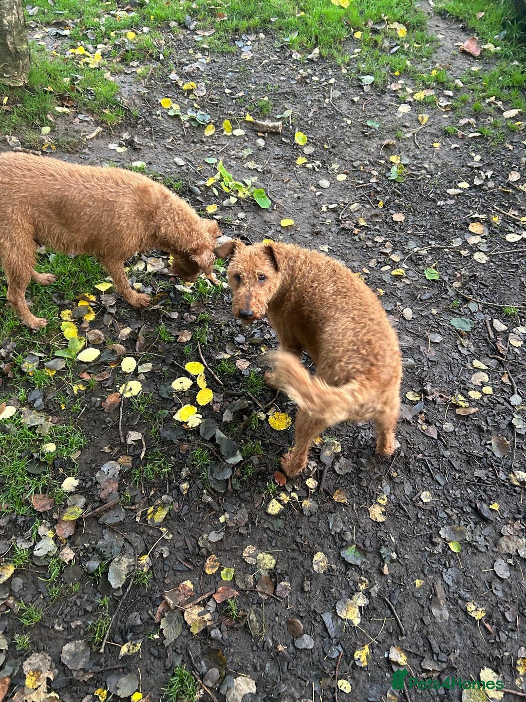 Irish Terrier dogs for sale: BEAUTIFUL KCREGISTERED, CHAMPION, IRISH TERRIERS - Image 9