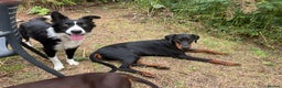 Dobermann dogs for sale: Stunning KC Dobermans champion bloodlines  - Advert 7