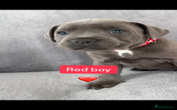 Staffordshire Bull Terrier dogs for sale: Blue Staffordshire bull terrier  - Image 11