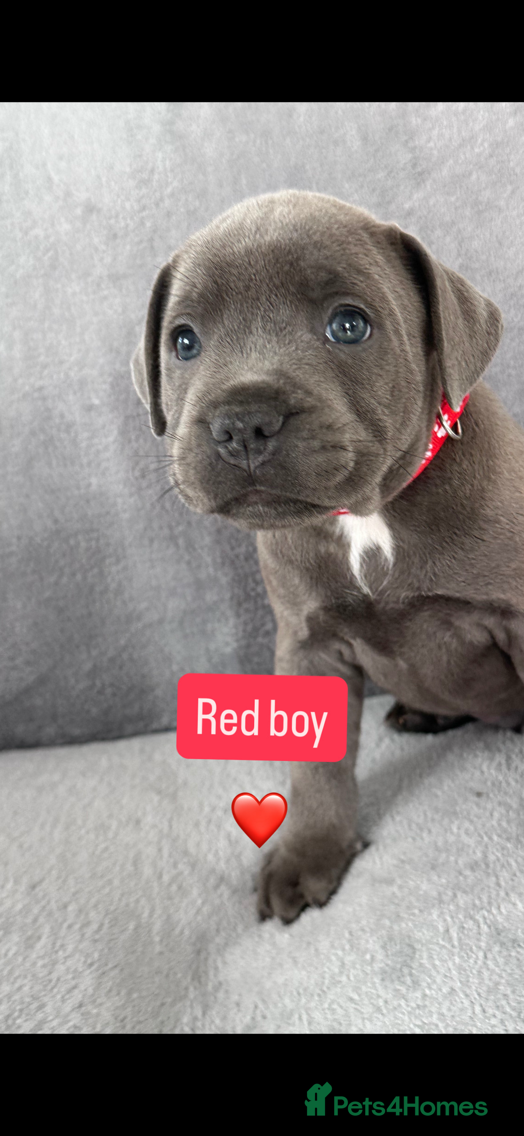 Staffordshire Bull Terrier dogs for sale: Blue Staffordshire bull terrier  - Image 11