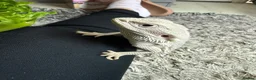 Bearded Dragon reptiles for sale: Bearded dragons-red monster/blue bar & Translucent - Advert 9
