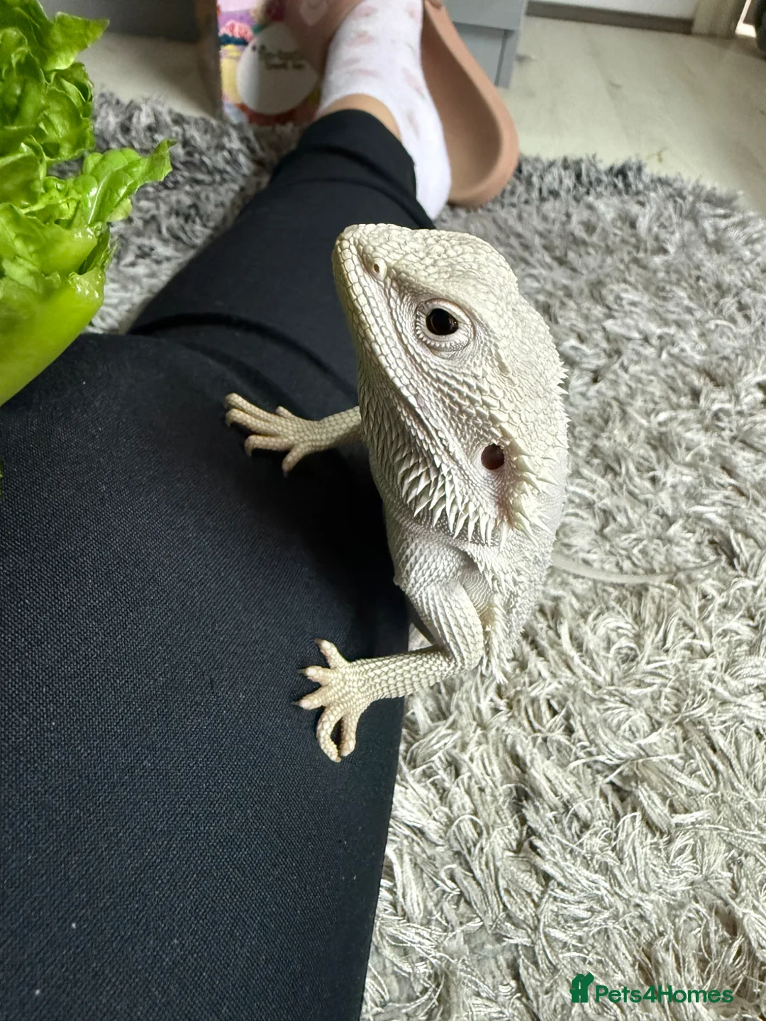 Bearded Dragon reptiles for sale: Bearded dragons-red monster/blue bar & Translucent - Advert 9