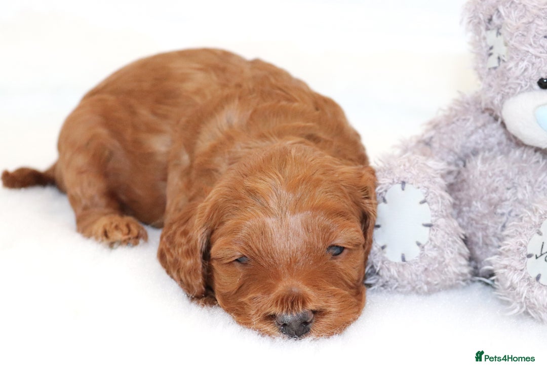 Cockapoo dogs for sale: Welcome to Cotswold Cavapoos and Cockapoos - Advert 9