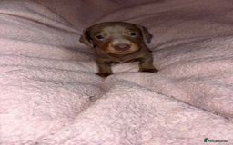 Dachshund dogs for sale: Isabelle and tan dachshund pups  - Image 3