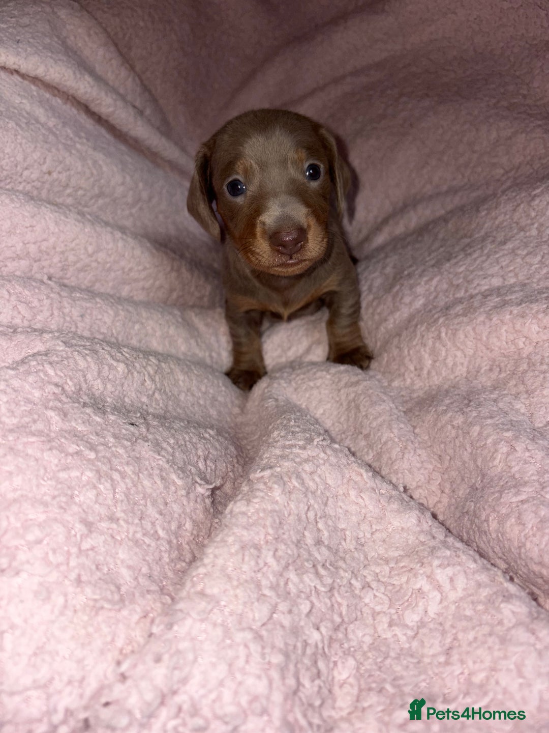 Dachshund dogs for sale: Isabelle and tan dachshund pups  - Image 3