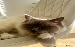 Ragdoll cats for sale: Gorgeous Mitted Bluepoint Ragdoll - Image 13