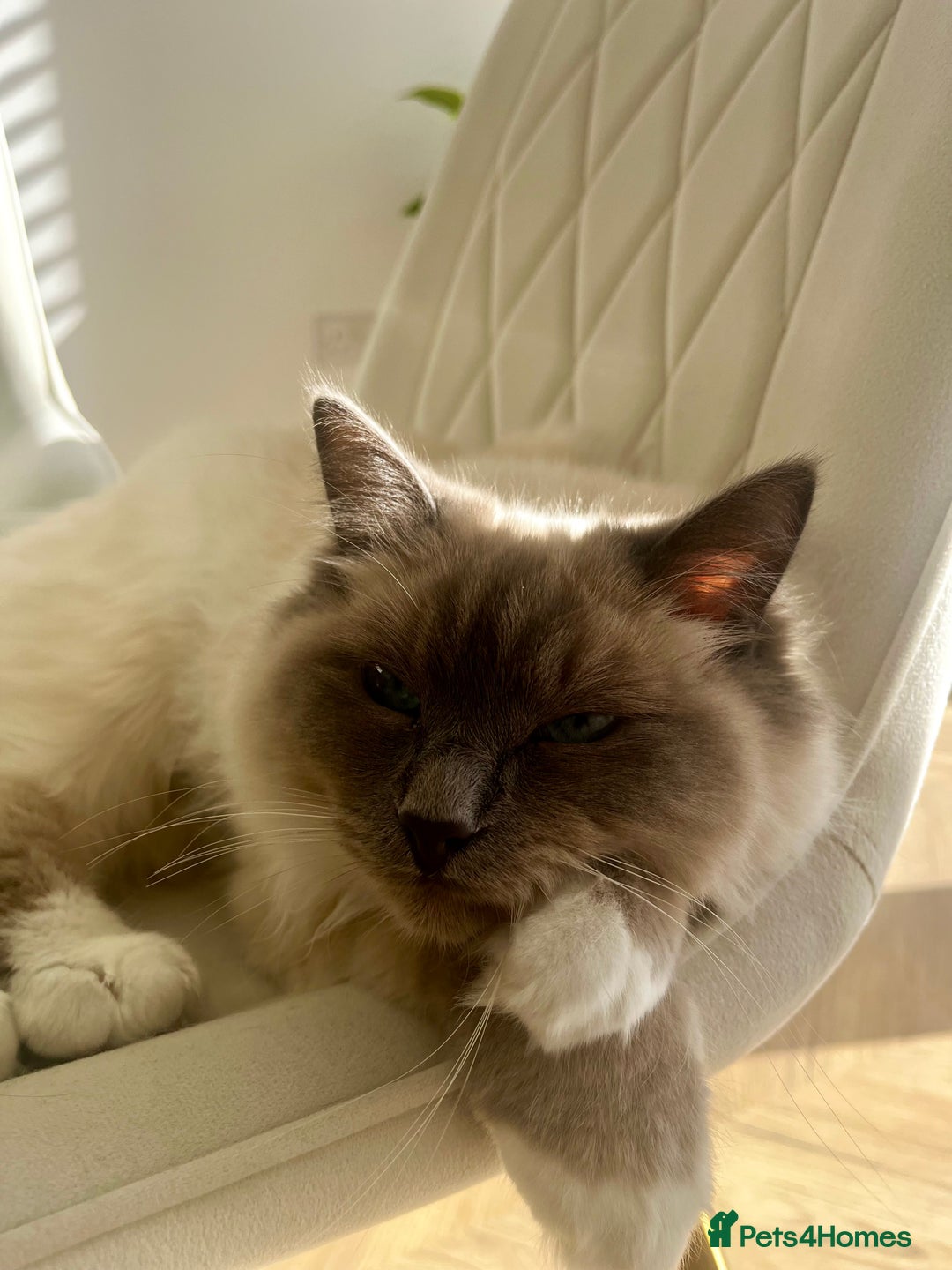 Ragdoll cats for sale: Gorgeous Mitted Bluepoint Ragdoll - Image 13