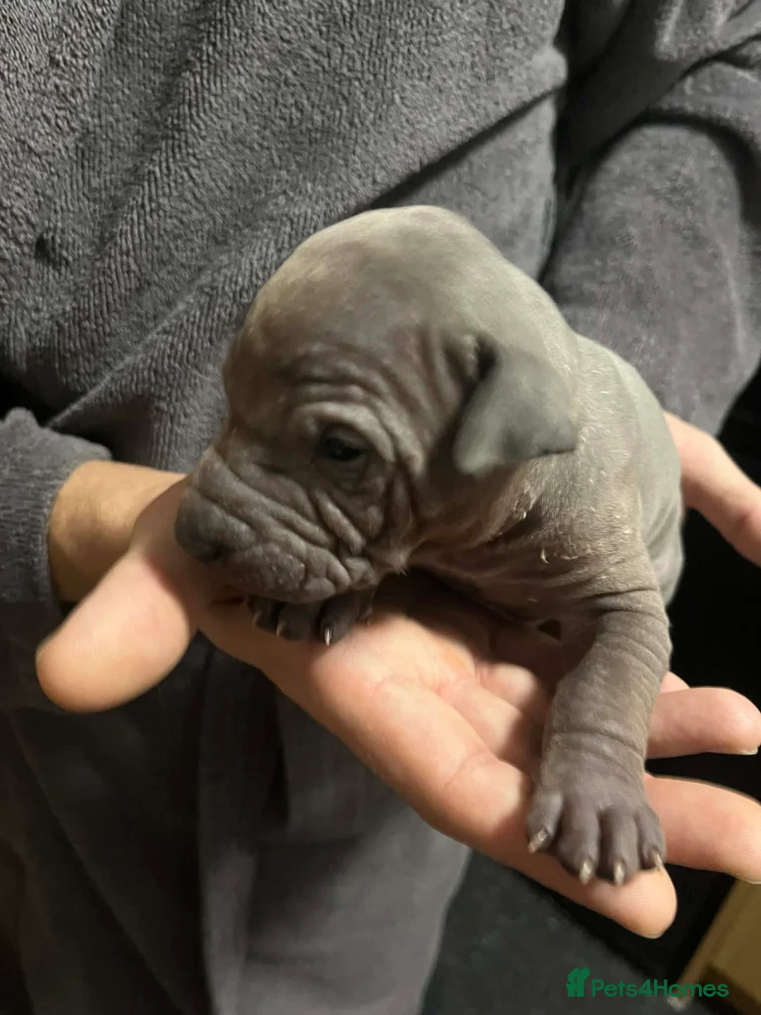 Thai Ridgeback dogs for sale: (New pictures)Thai Ridgeback puppy’s 🏆 - Advert 18