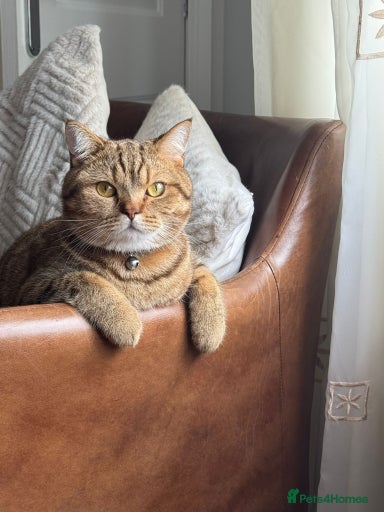 Gallery Image {{count}}