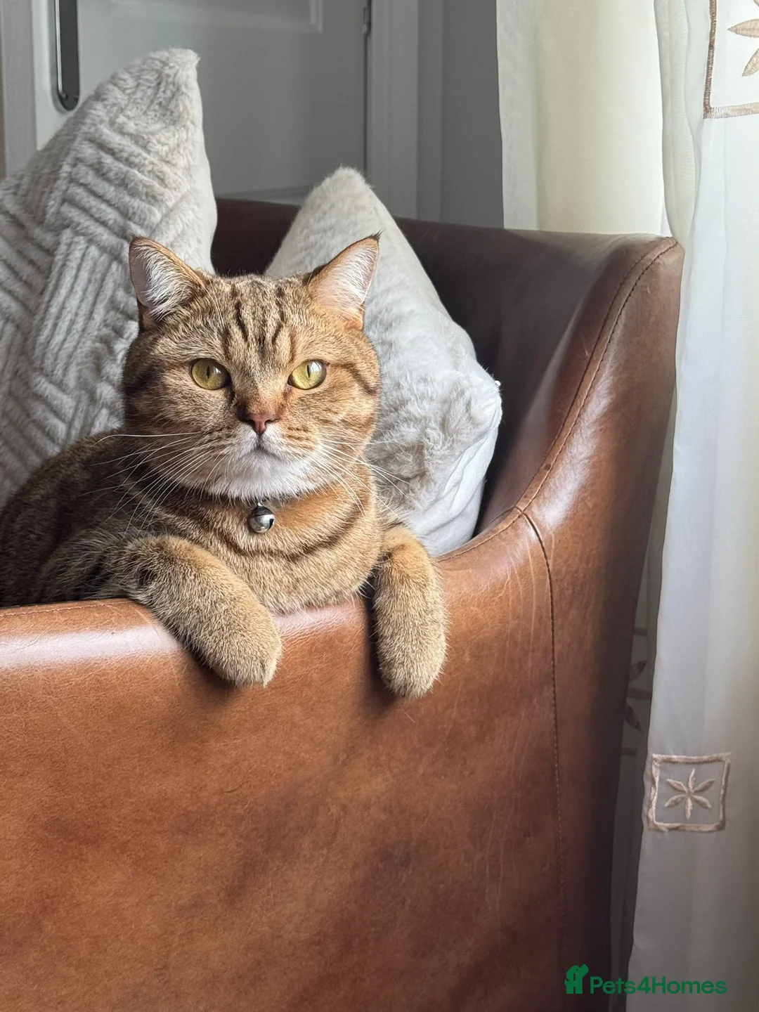 Gallery Image {{count}}