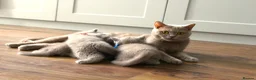 British Shorthair cats for sale: Chunky Teddy Bear ✨ Pure British Shorthair Kittens - Advert 1