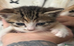 Mixed Breed cats for sale: 5 female kittens for sale  - Image 4