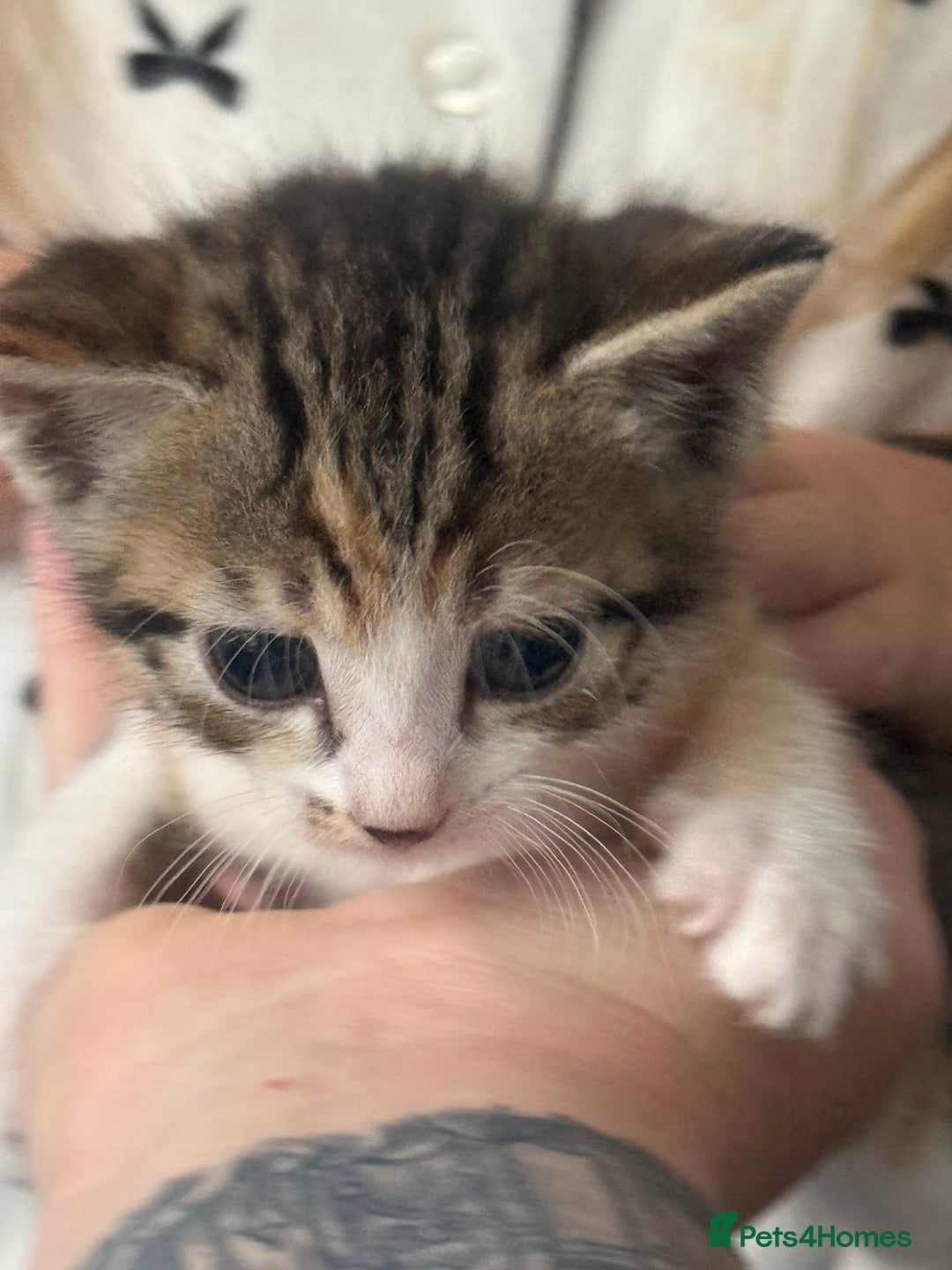 Mixed Breed cats for sale: 5 female kittens for sale  - Image 4