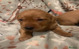 Labrador Retriever dogs for sale: Plump little Red Labrador Puppies! - Image 30