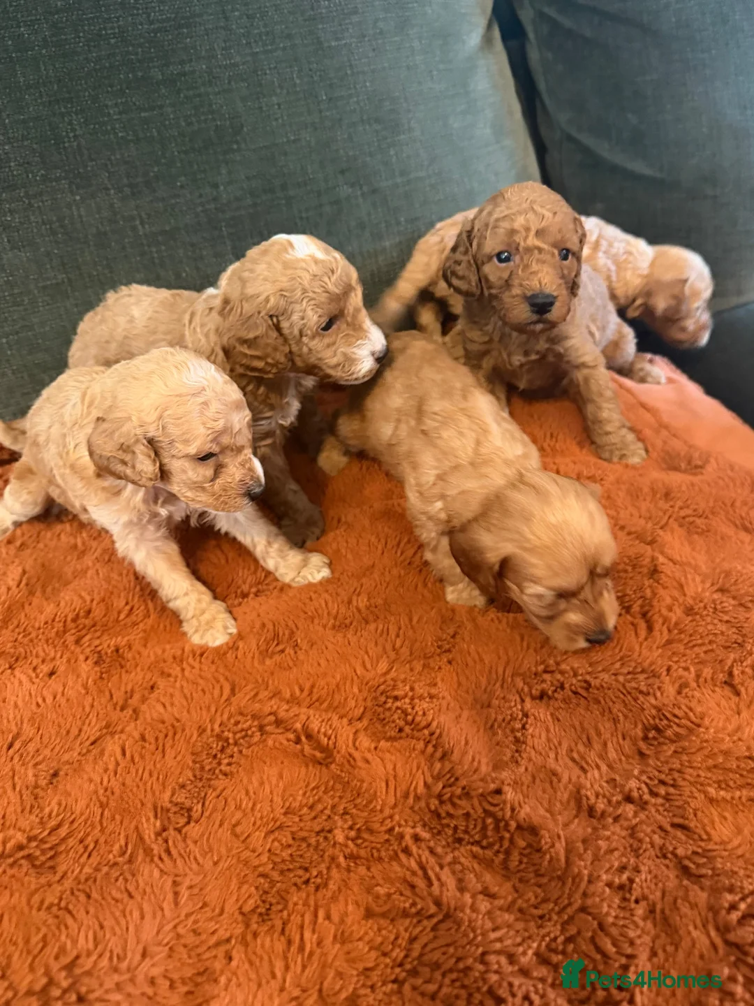Cockapoo dogs for sale: F1B Cockerpoo’s - Advert 1