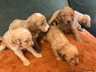 Cockapoo dogs F1B Cockerpoo’s - Advert 1
