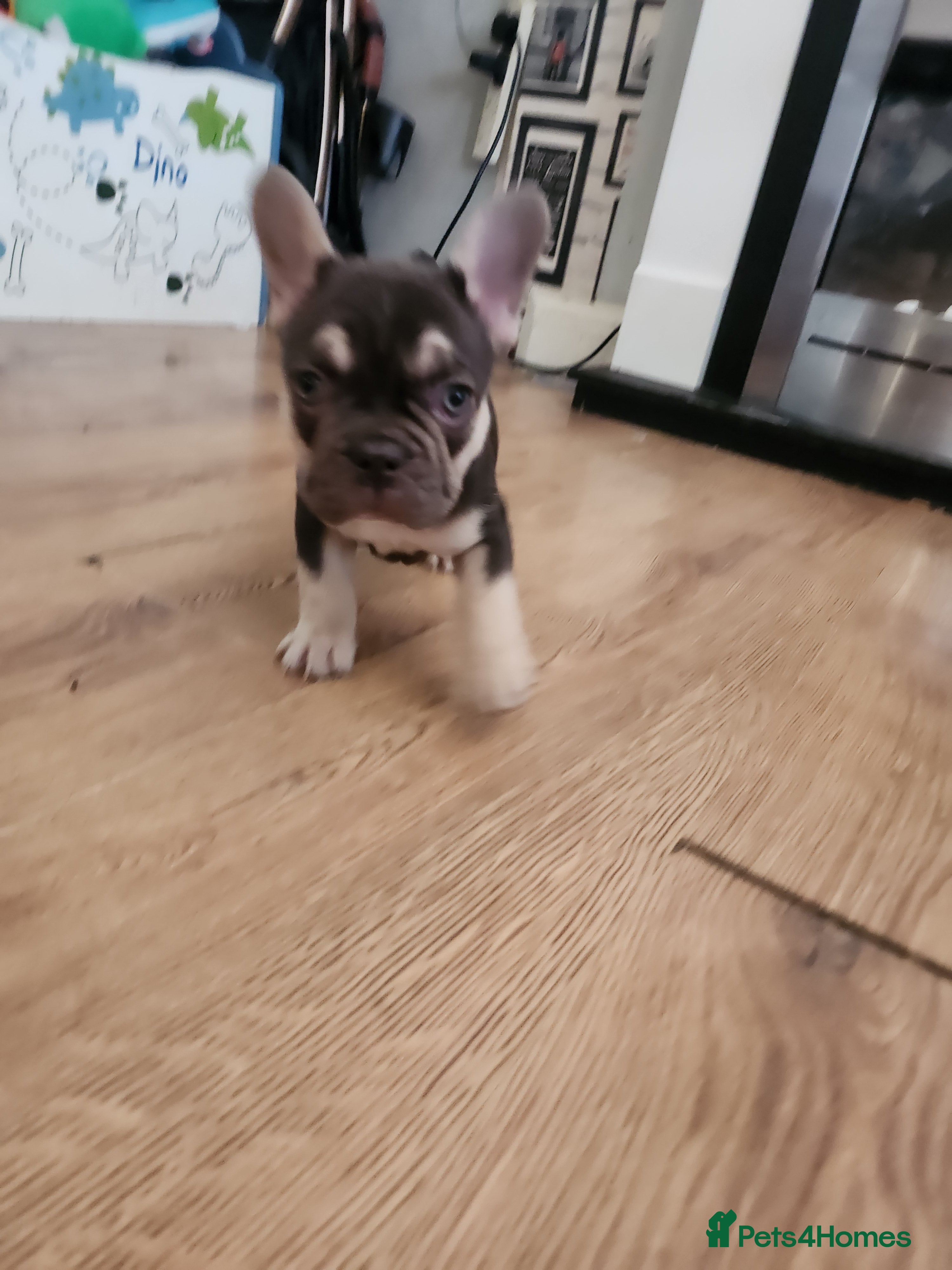 French Bulldog dogs READY NOW french bulldog puppies. fluffy carriers. - Advert 6