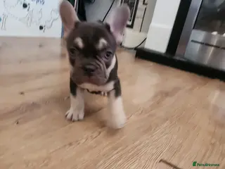 French Bulldog dogs READY NOW french bulldog puppies. fluffy carriers. - Advert 6