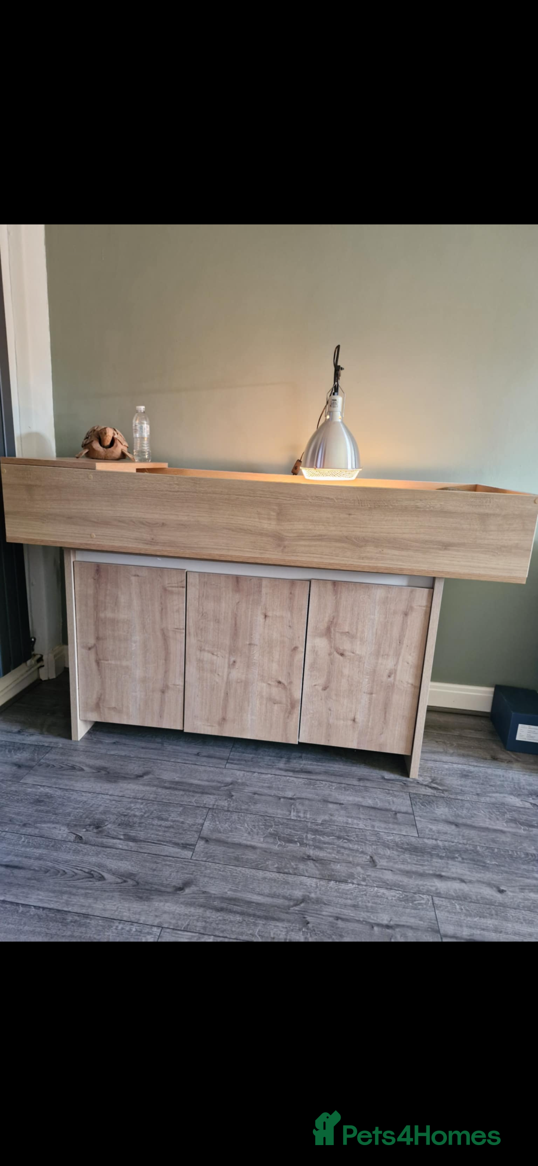 Tortoise reptiles for sale: 2 female tortoises with new enclosure  - Advert 2