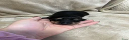 Miniature Dachshund dogs for sale: Long Haired Miniture Dachshund Puppy - Advert 3