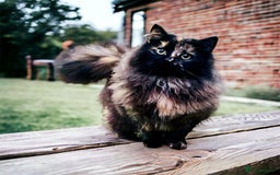 Siberian cats for sale: Retiring Queens - Image 3
