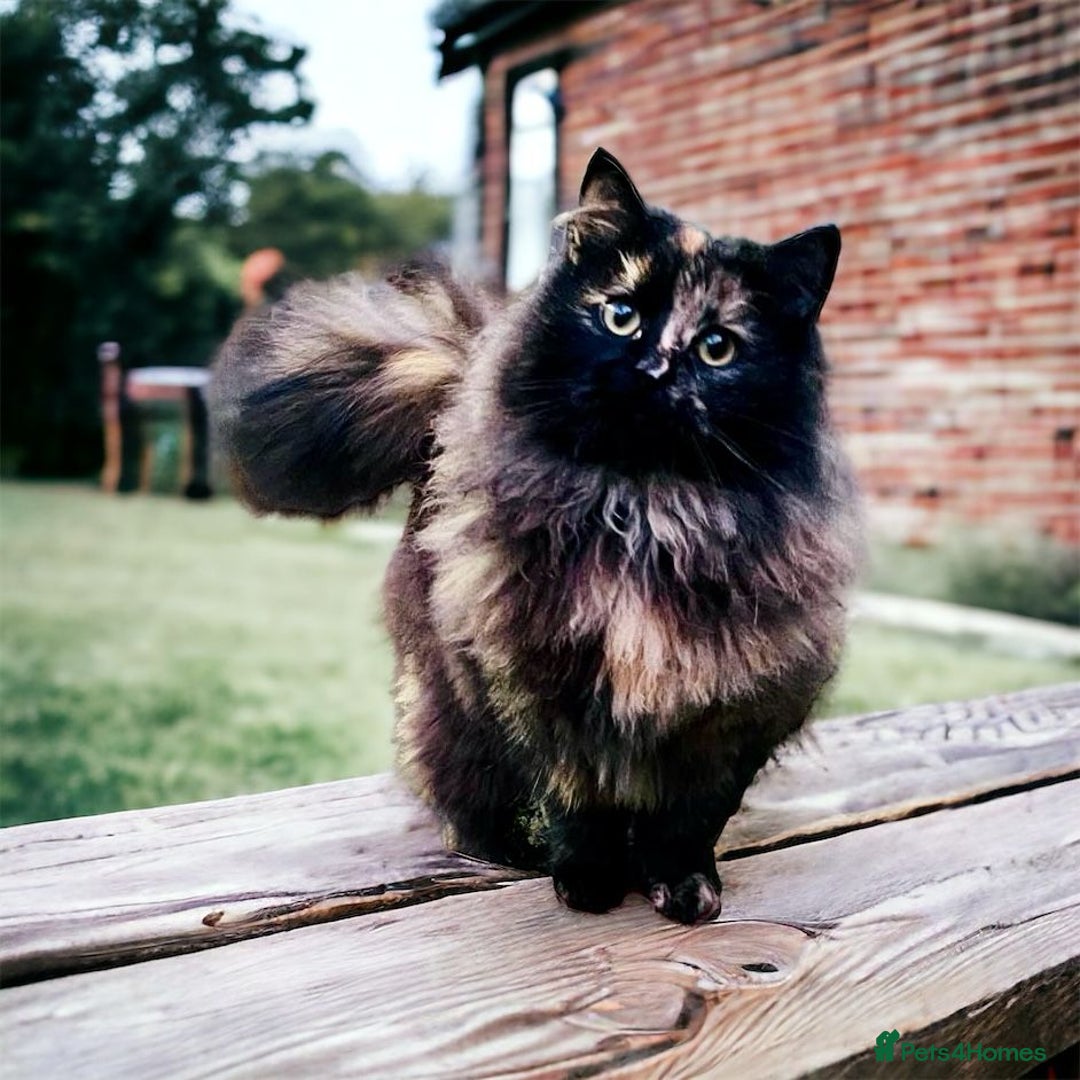 Siberian cats for sale: Retiring Queens - Image 3