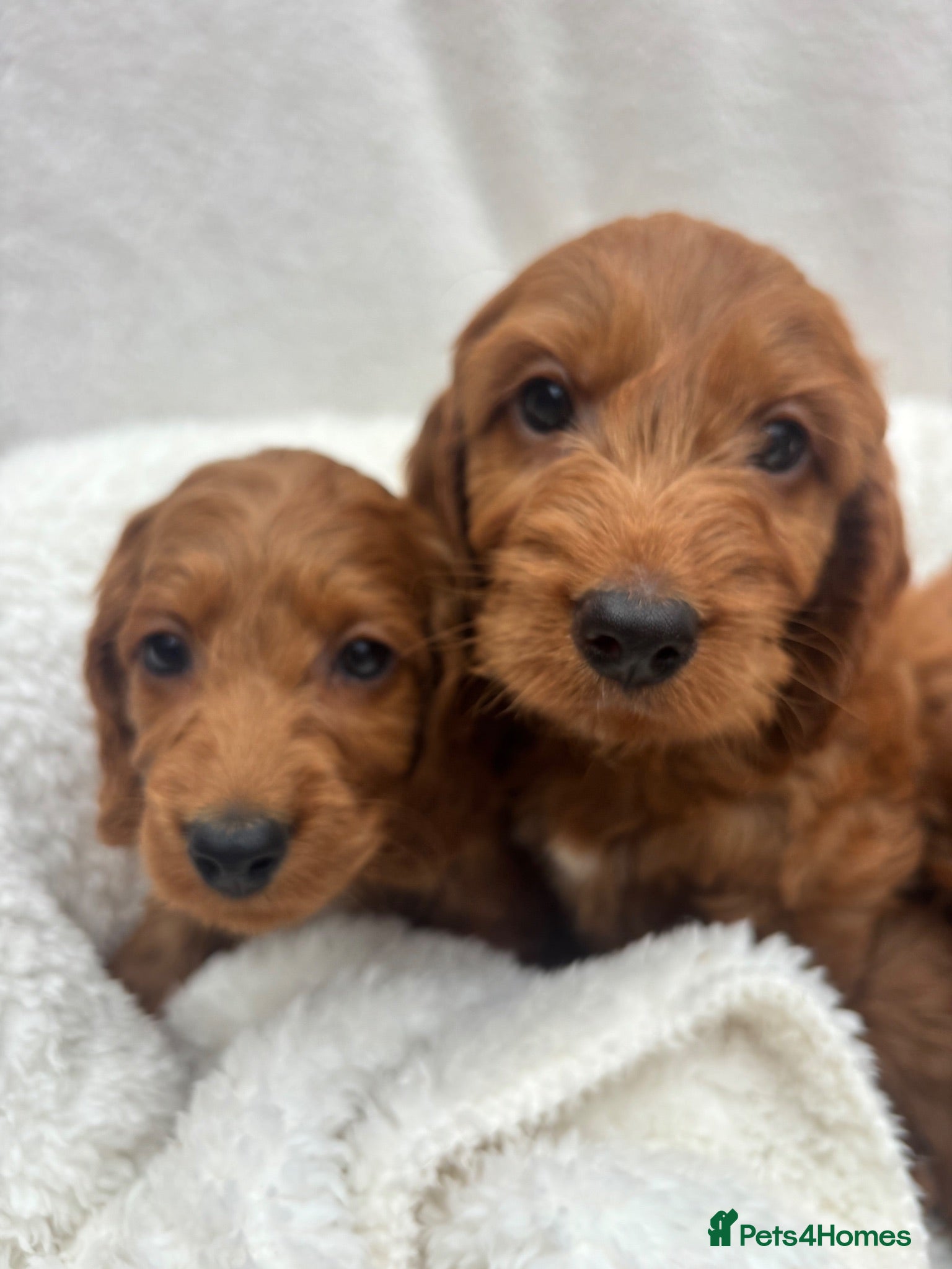 Cavapoo dogs Cavapoo puppies - Advert 1