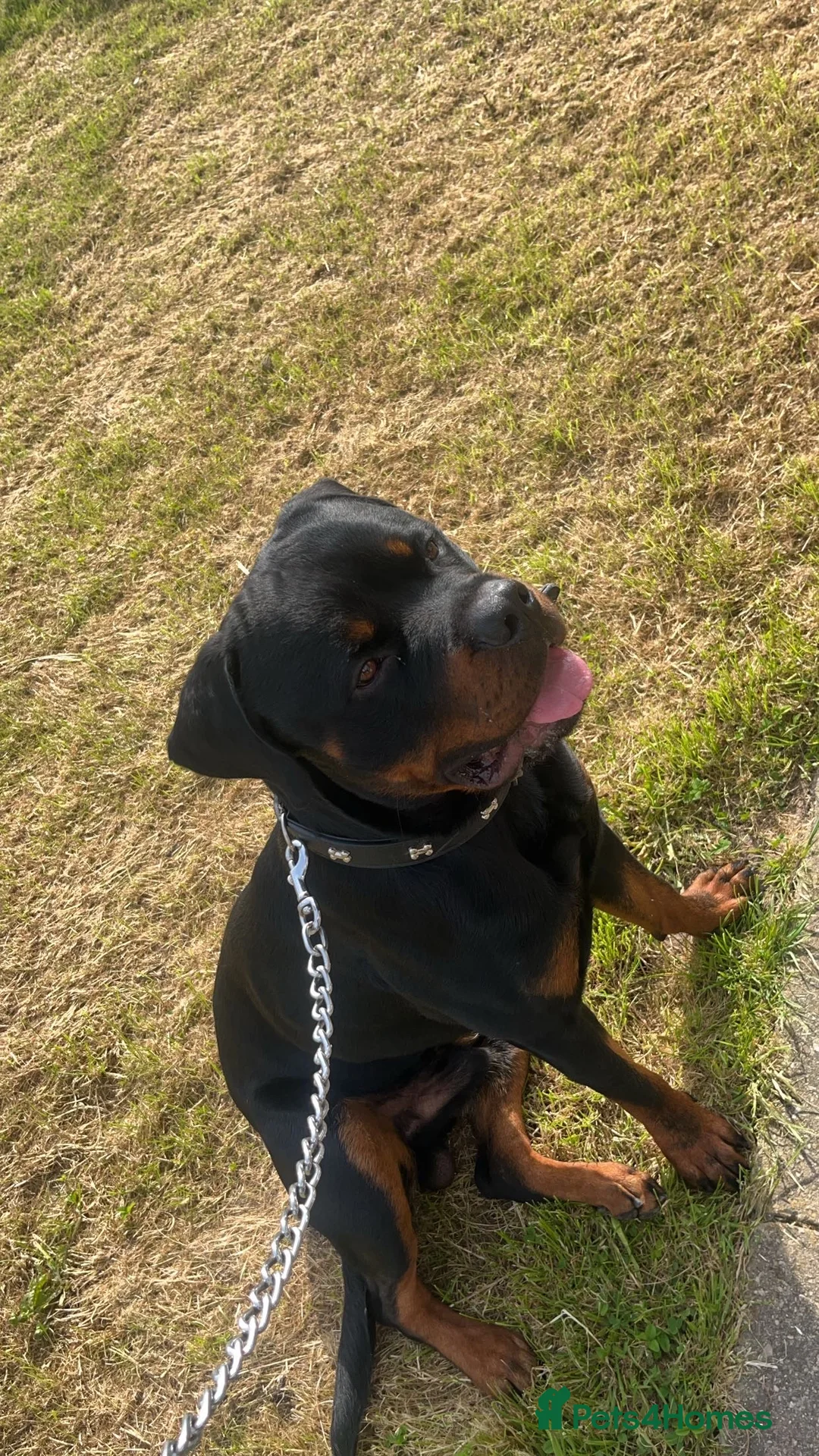 Rottweiler dogs for stud: First time stud dog in Runcorn - Advert 2