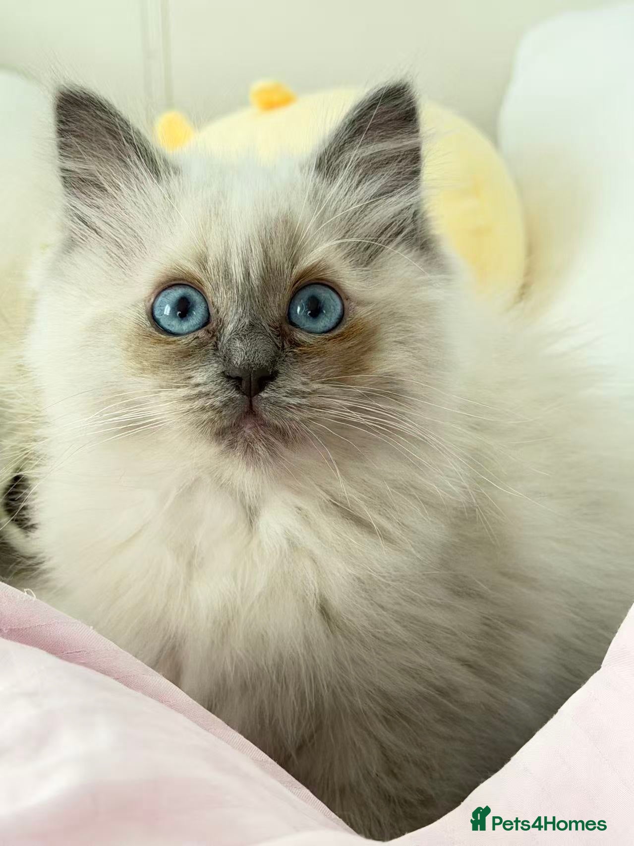 Ragdoll cats for sale: 🐾Stunning Ragdoll Kittens🧬DNA🏆ChampParents🐾 - Advert 4