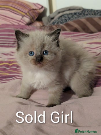 Ragdoll cats - Advert 7