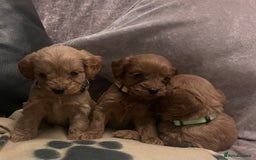 Cockapoo dogs for sale: Stunning Toy cockapoo puppies  - Image 9