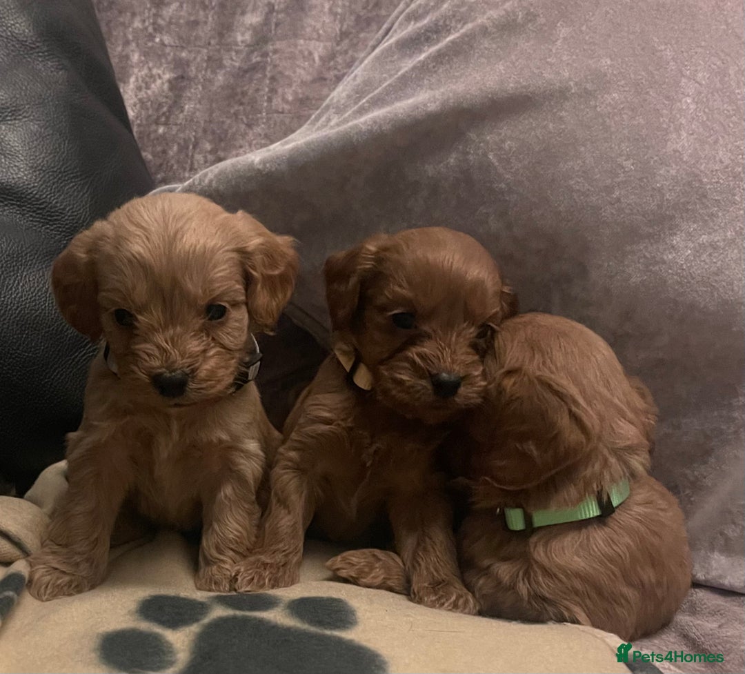 Cockapoo dogs for sale: Stunning Toy cockapoo puppies  - Image 9