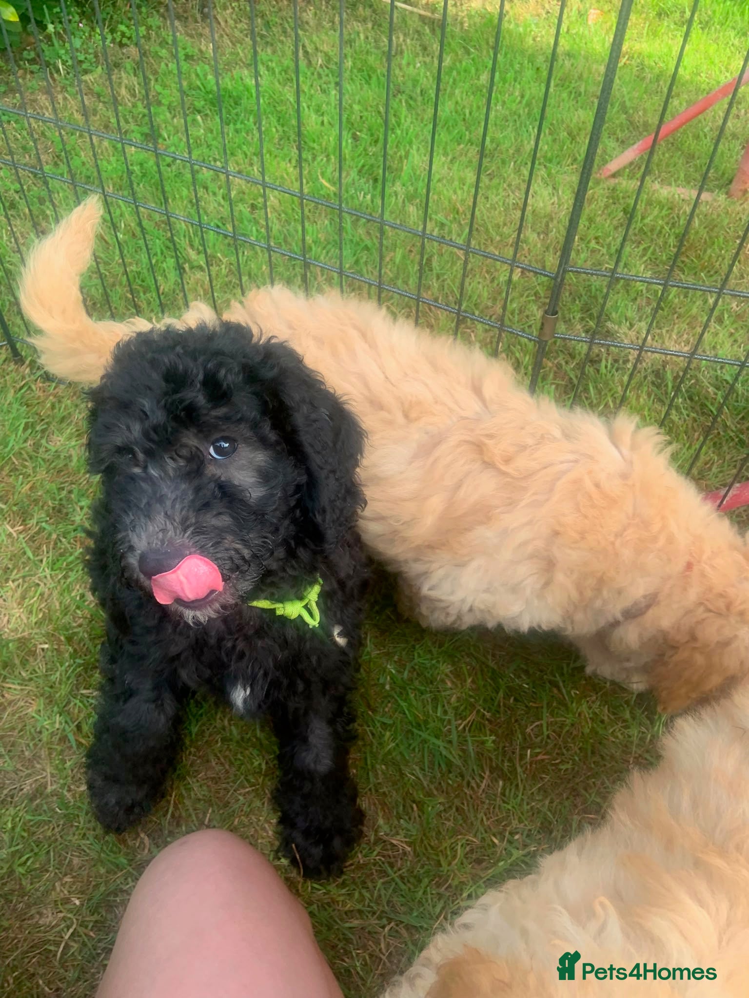 Labradoodle dogs Rare multi generational labradoodle Puppies - Advert 2